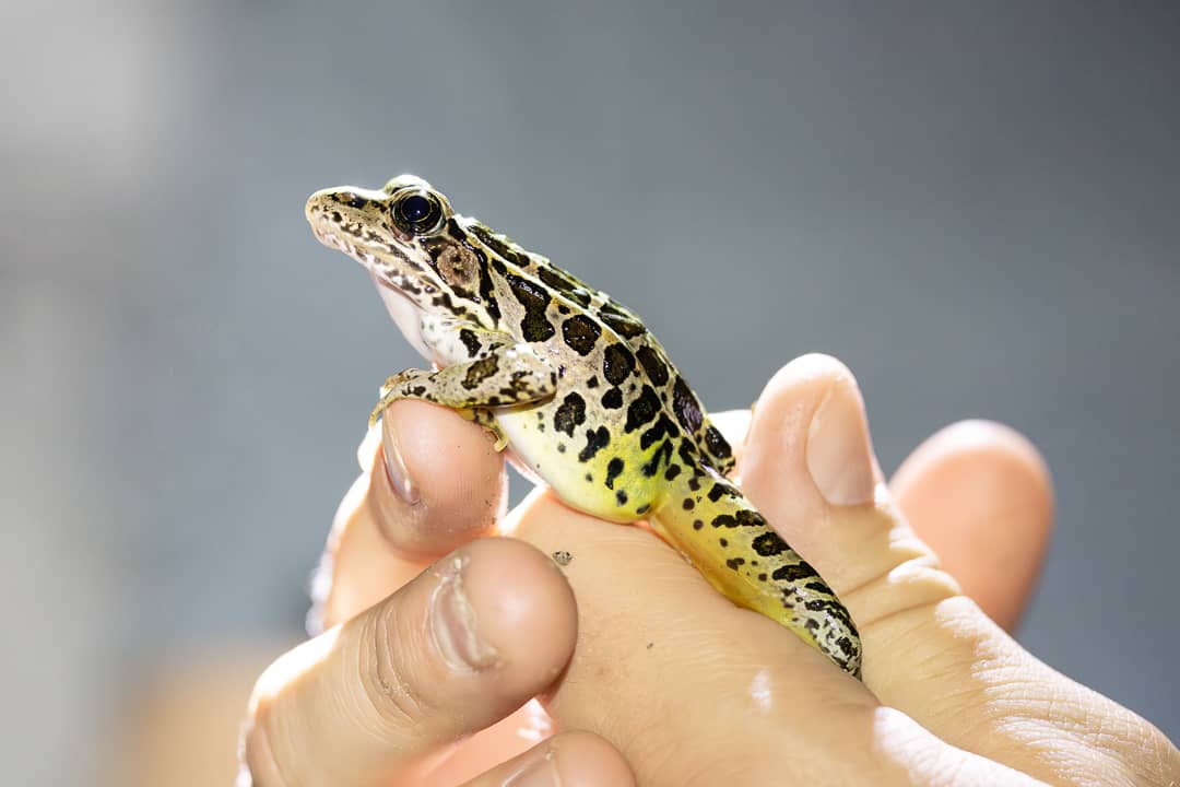 Frog being held up by a naturalist