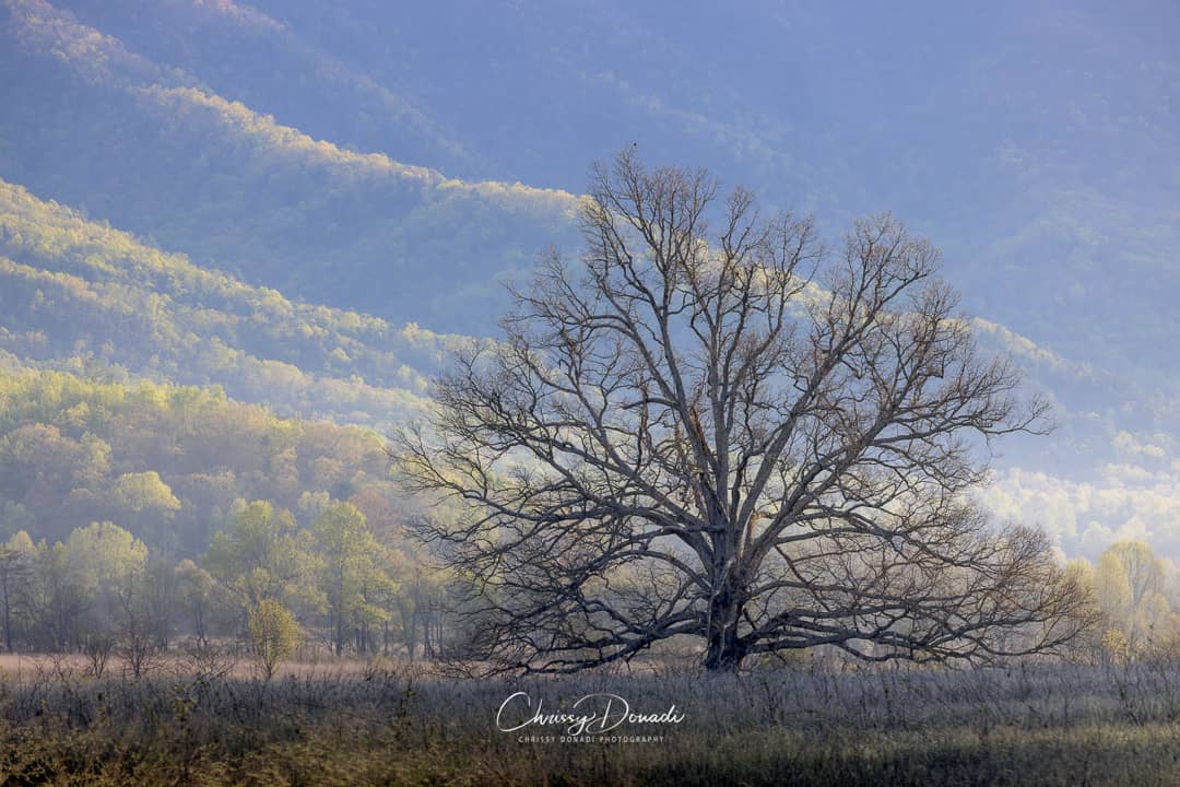 Tree in Cades Cove at sunrise in the Great Smoky Mountains National Park
