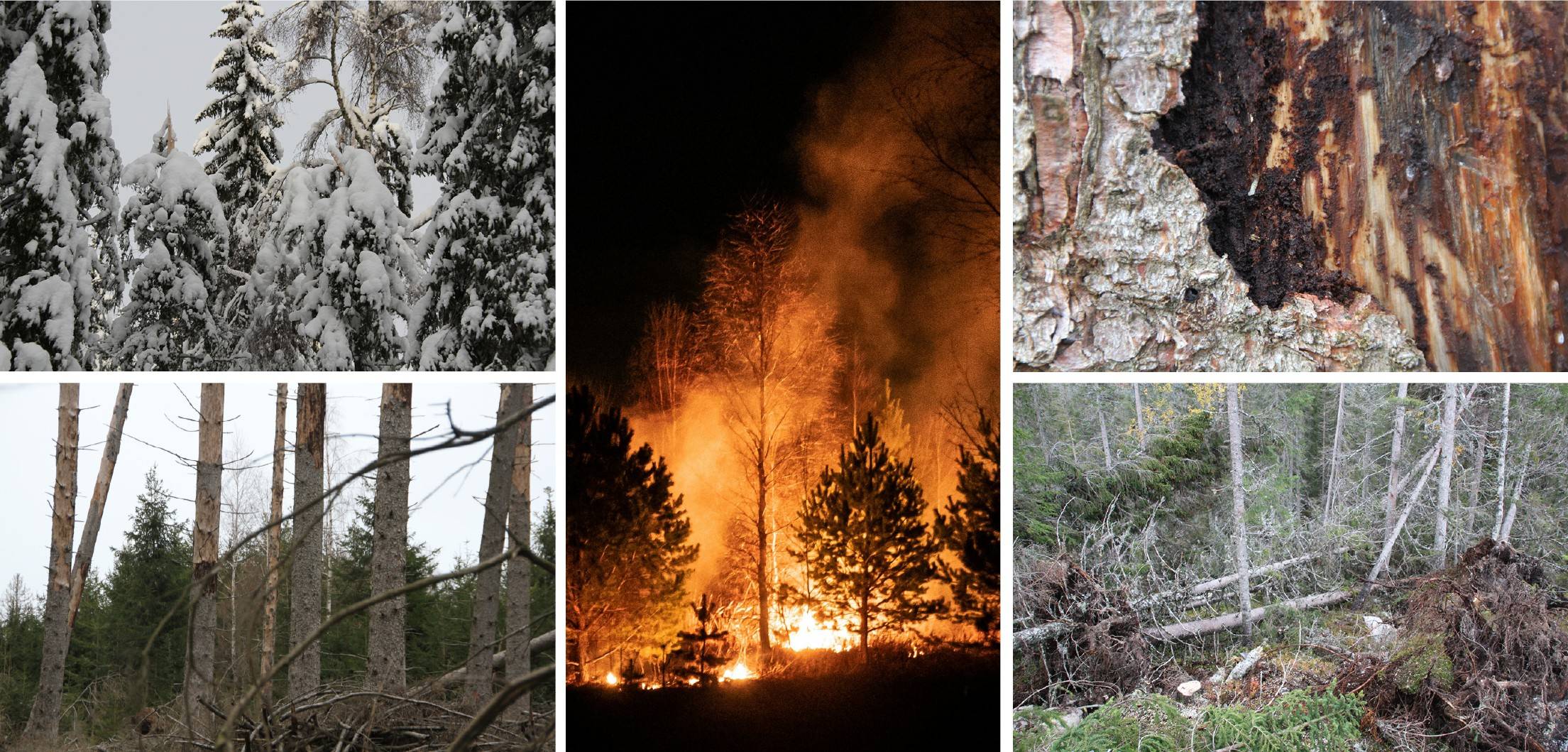 Fem kjente skadeårsaker kan gi totalhavari i skogen– storm, tung snø, tørke med avdøing, barkbilleangrep og skogbrann.