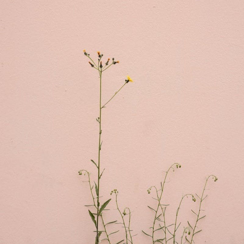 yellow flower on brown wall