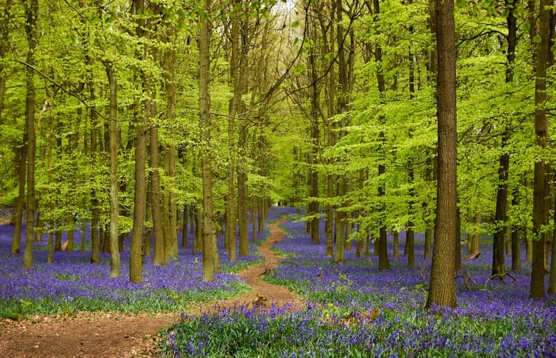 green and purple trees during daytime