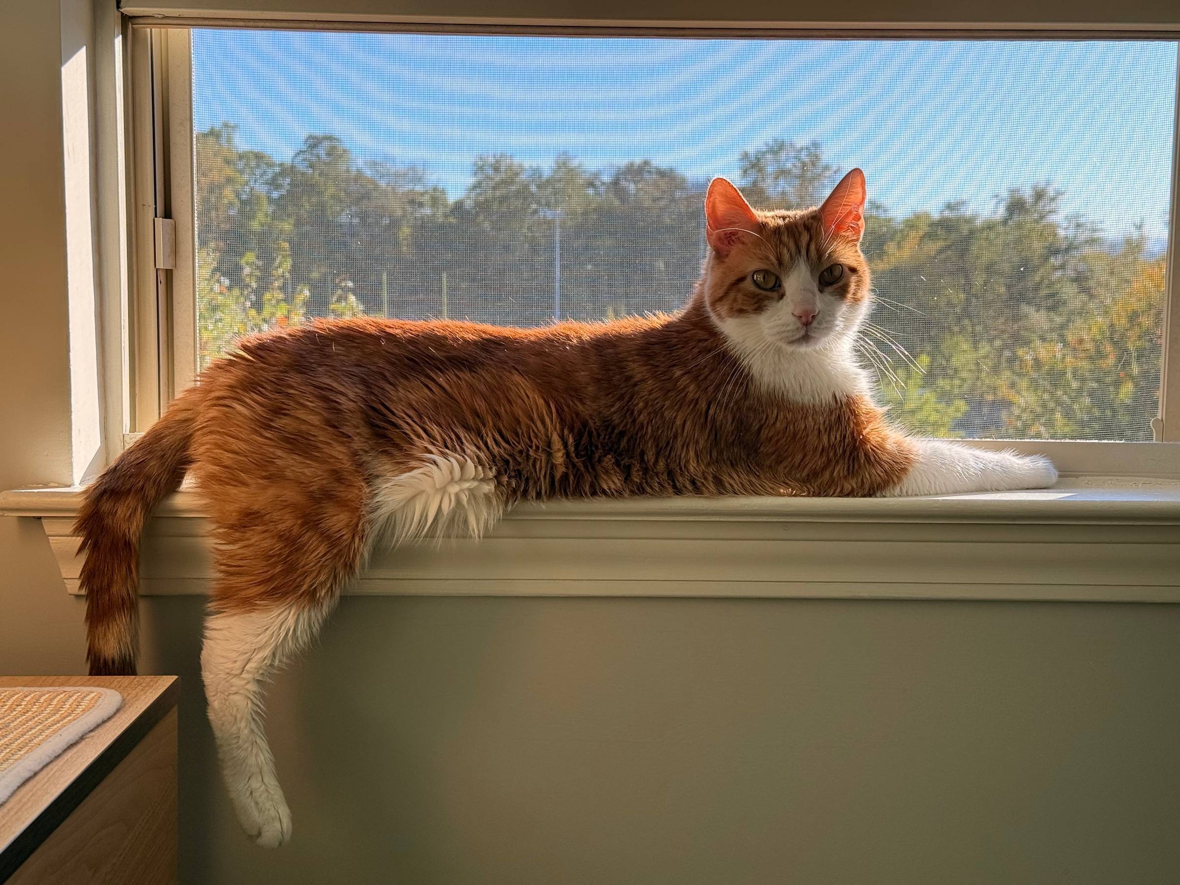 A picture of a white and orange tabby cat named Weasley.