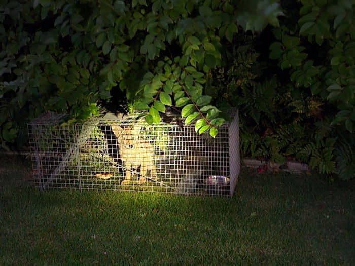 A trapped coyote pup