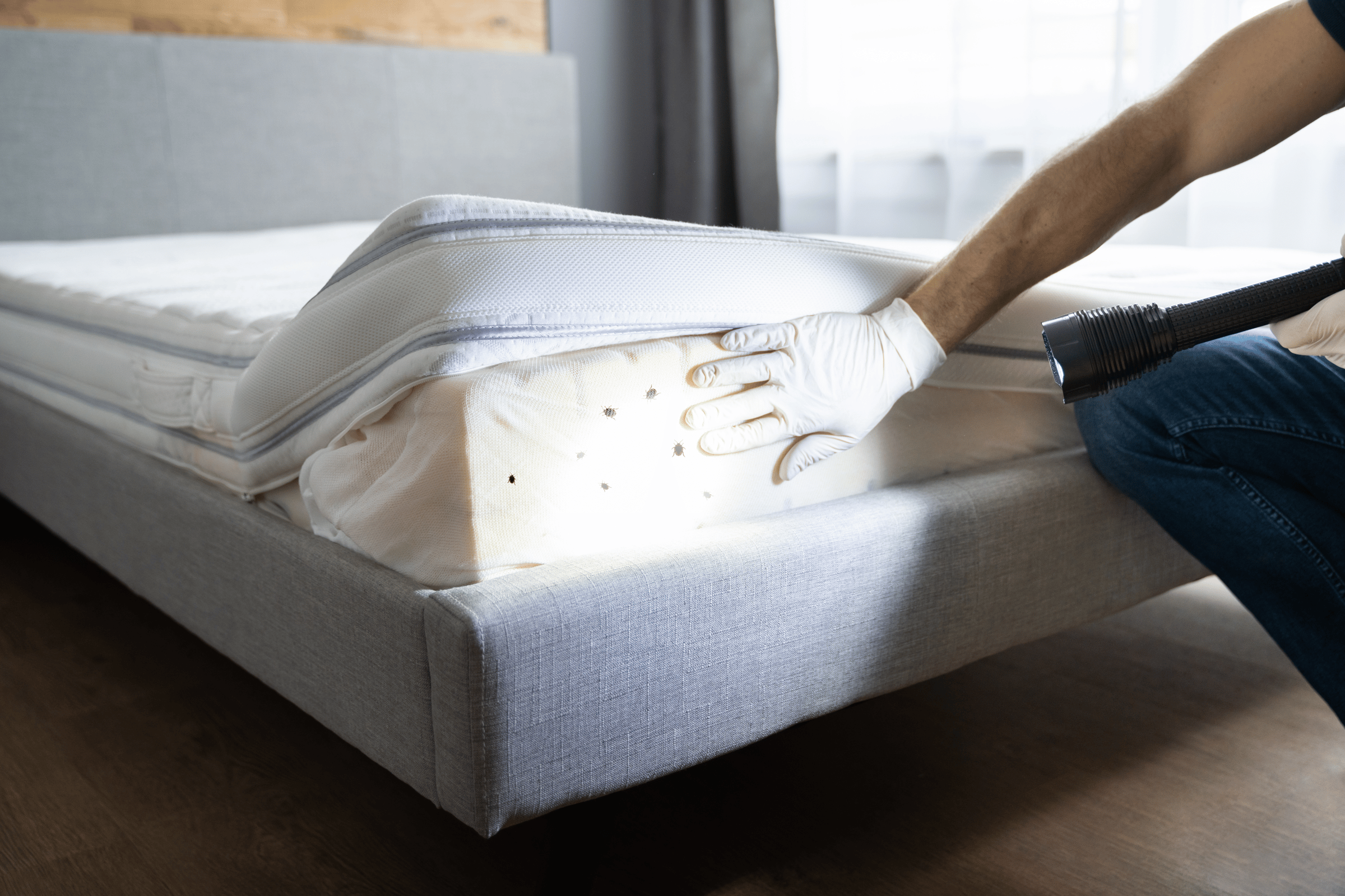 The image shows a man wearing gloves and holding a flashlight inspecting a mattress for bedbugs.  This image conveys Bed Bugs, Roaches, Termites and Other Things That Bug You.