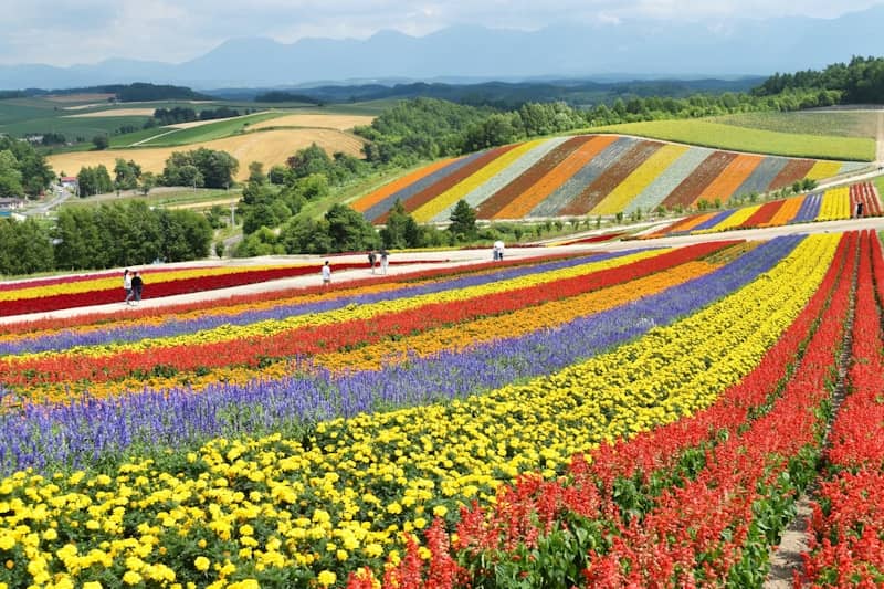 yellow red and purple flower field during daytime