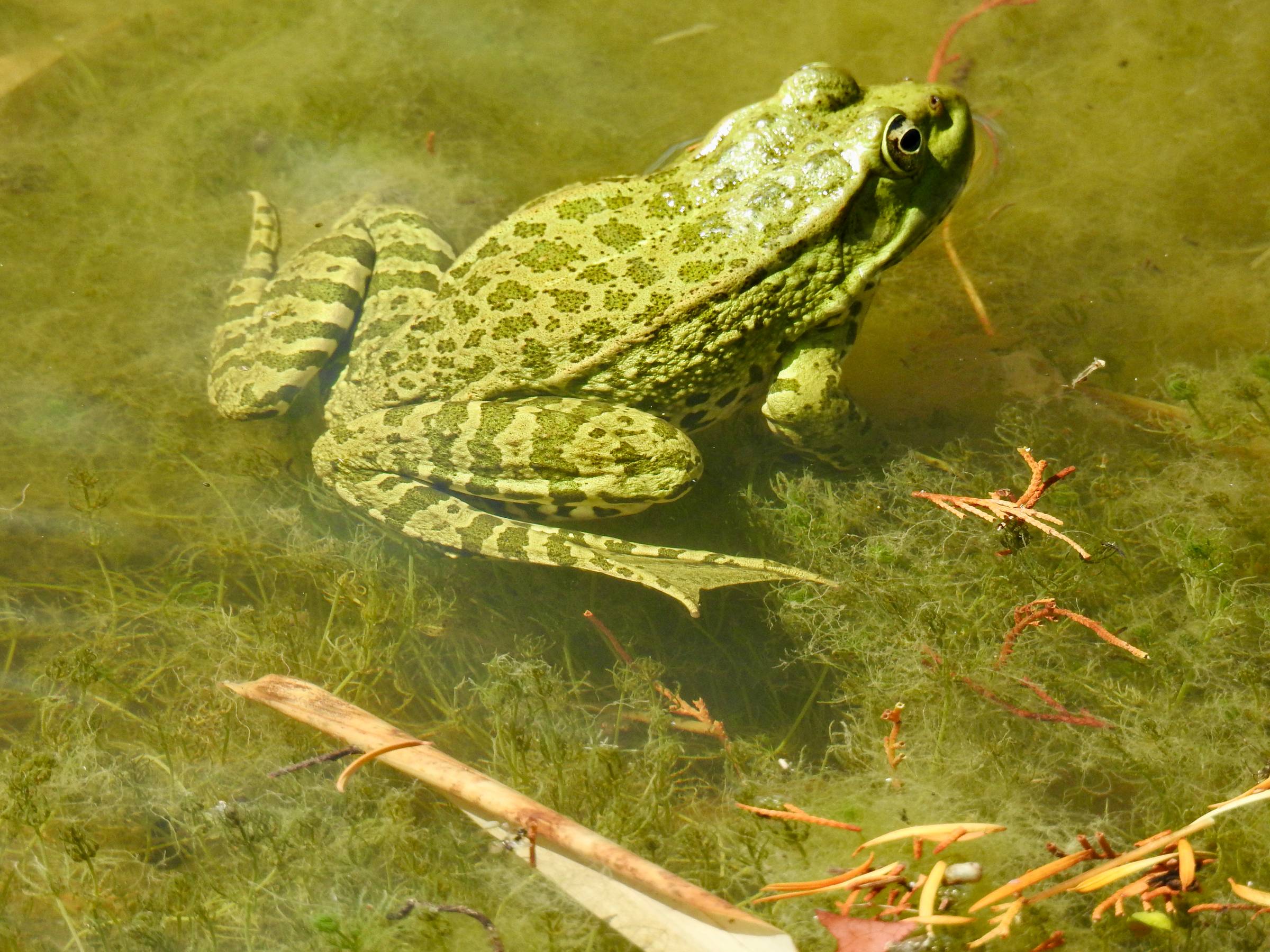 GO TO THE ANIMAL WEBSITE