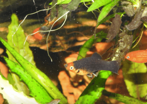 GO TO THE ANIMAL WEBSITE