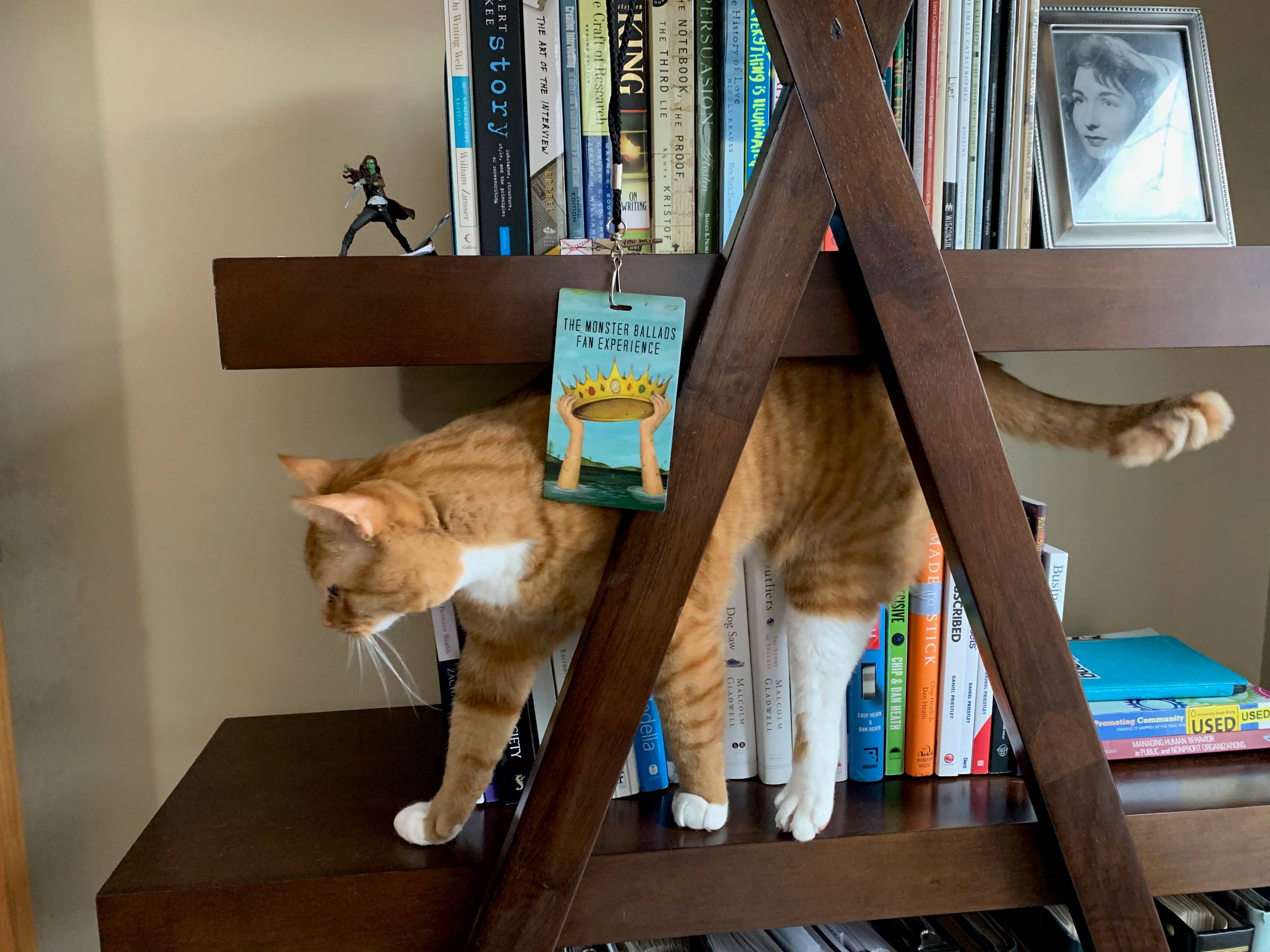 Cat delicately walking on book shelf