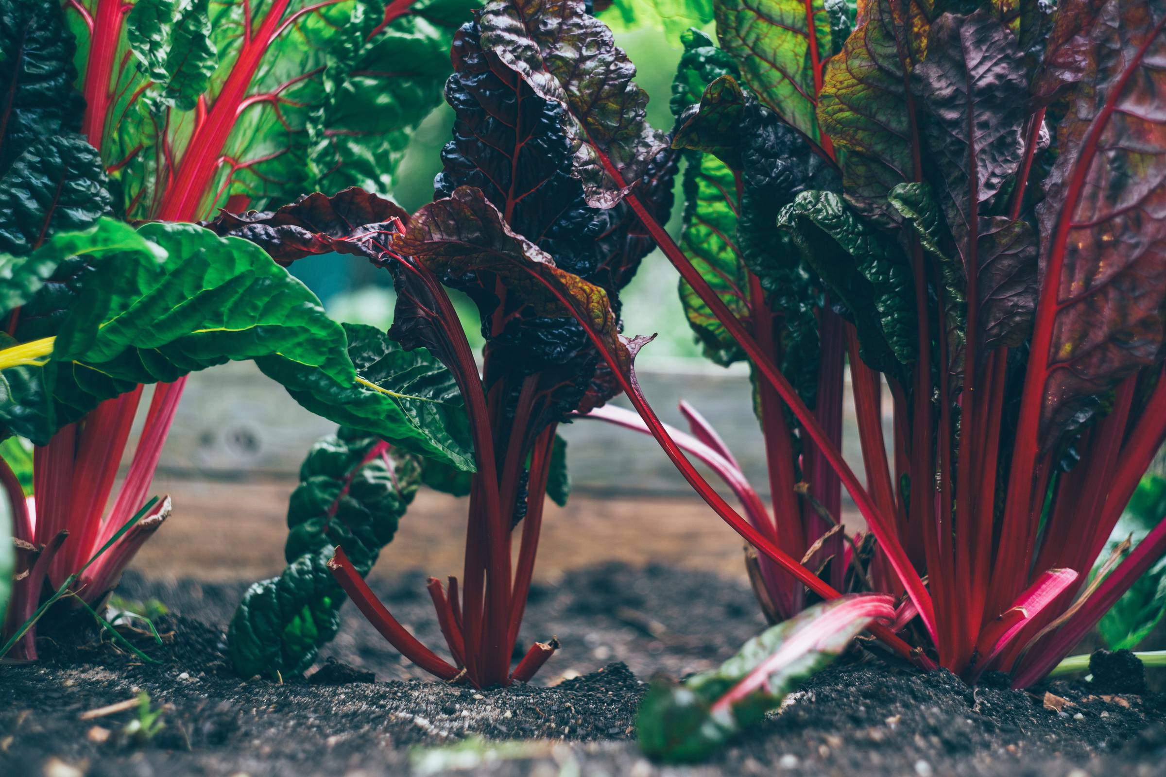 Chard growing in a garden