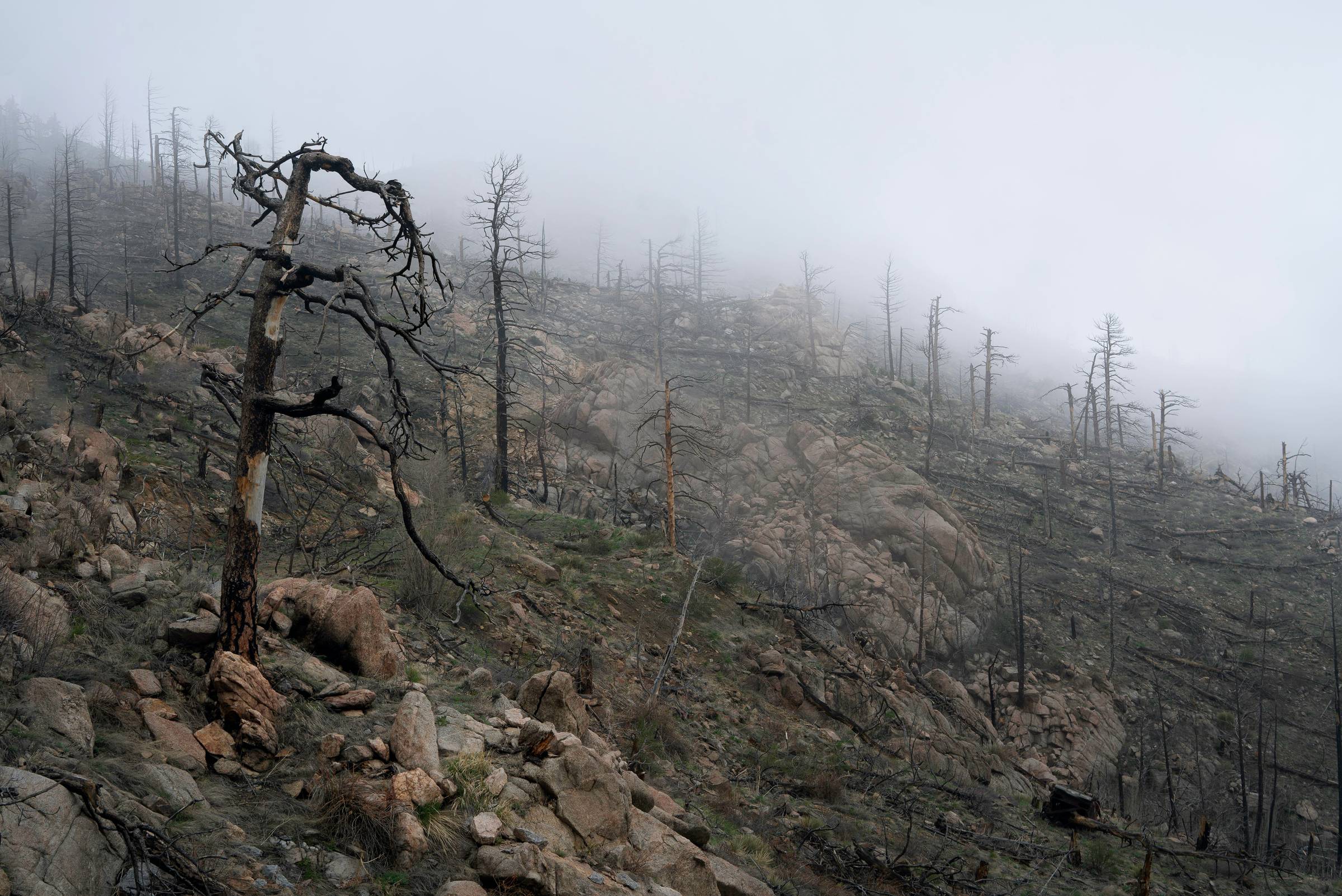 A mountainside with charred trees from a wildfire