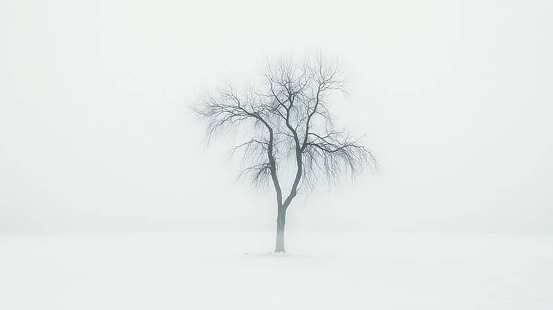 A Tree in Winter