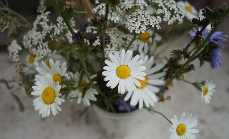 Close-up of a bouquet of daisies and wildflowers.