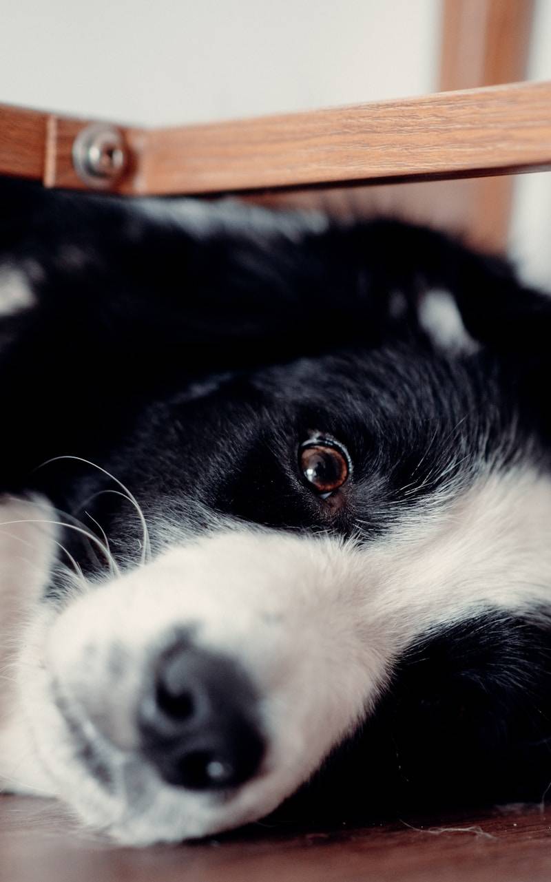 A black and white dog rests under a wooden chair