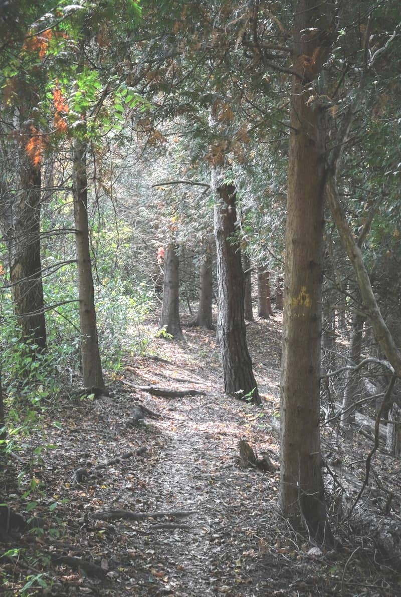 A sun-dappled forest path winding through trees