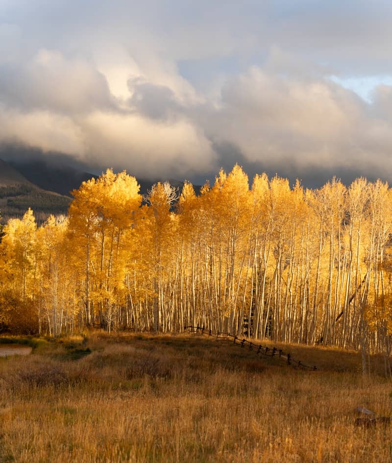 Golden aspen trees illuminated by sunlight under cloudy sky