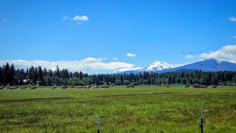 Elk herd grazing in a green field with snow-capped mountains.