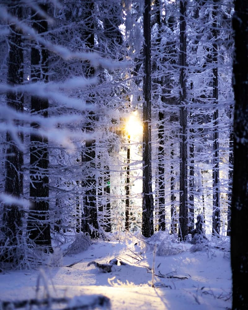 Sunlight shines through a snow-covered forest.