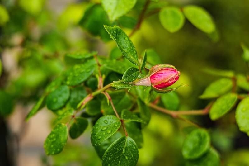 A vibrant pink rosebud amidst wet green foliage.