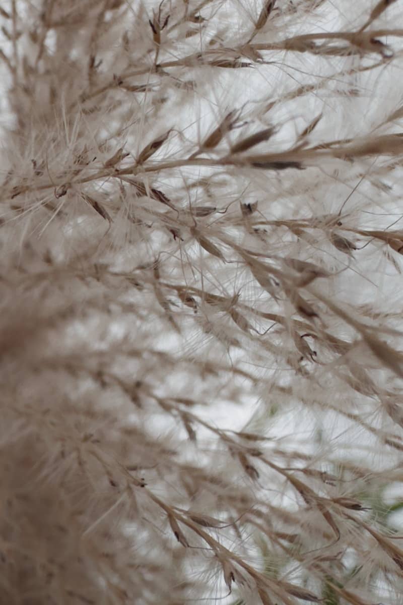 Close-up of fluffy seed heads on a plant.