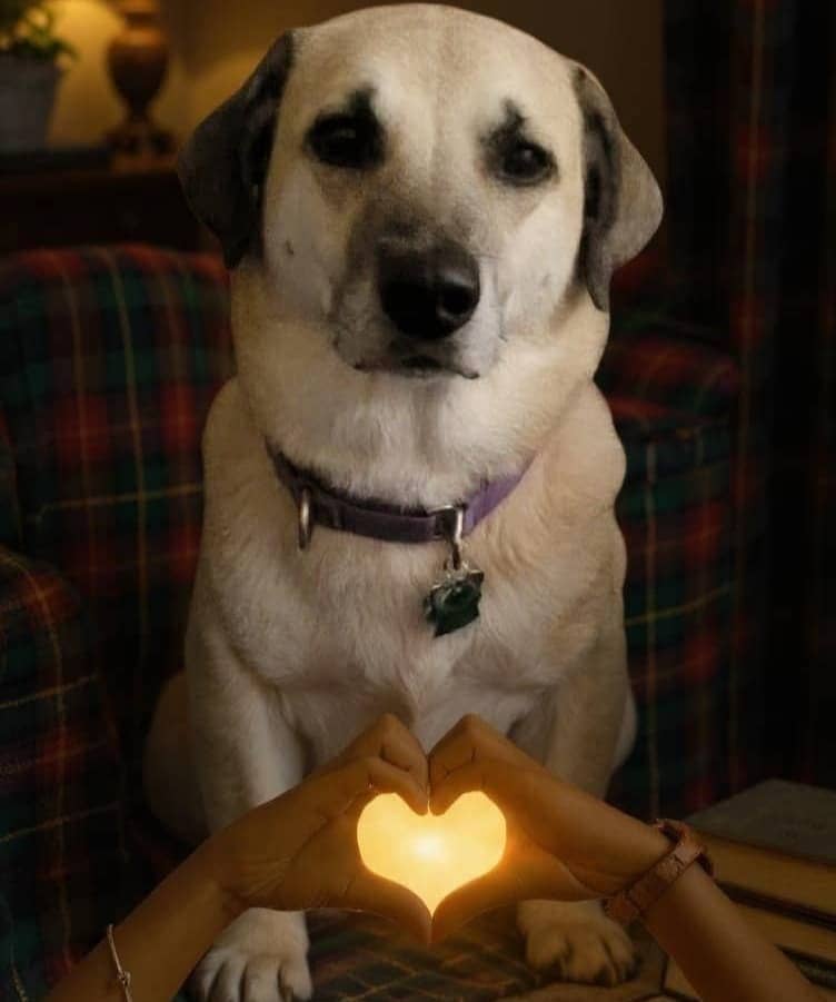 Sammie, Cairn Glen Mascot