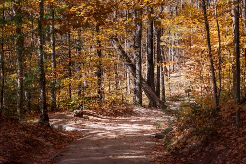 A dirt path winds through an autumn forest.