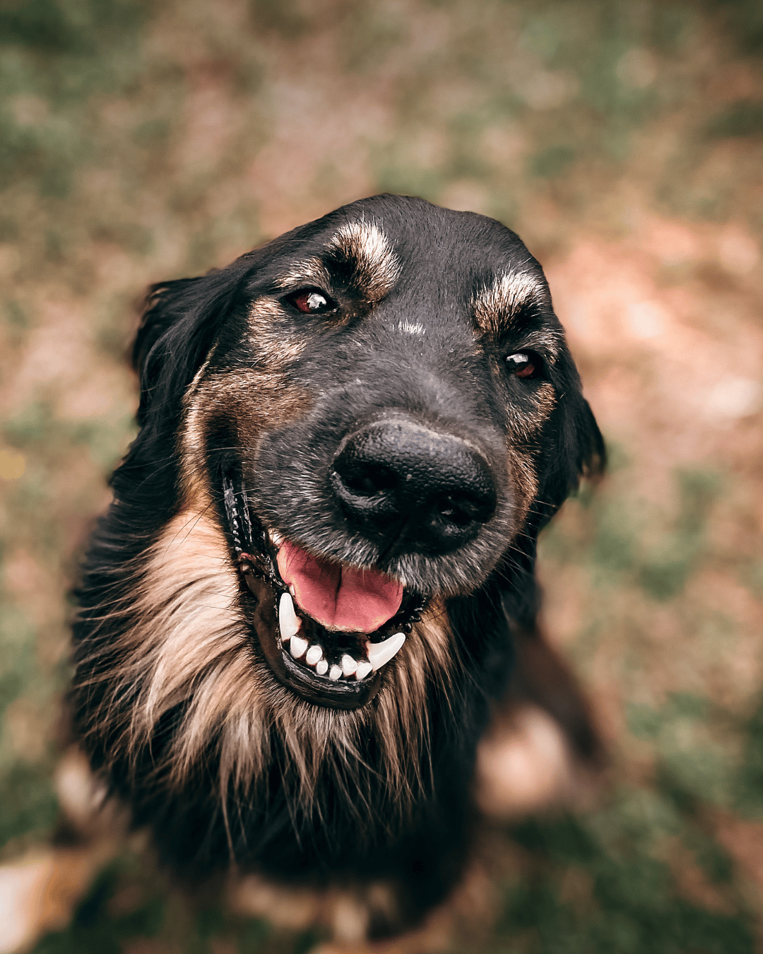 A black and brown dog smiles somewhat nervously at the camera