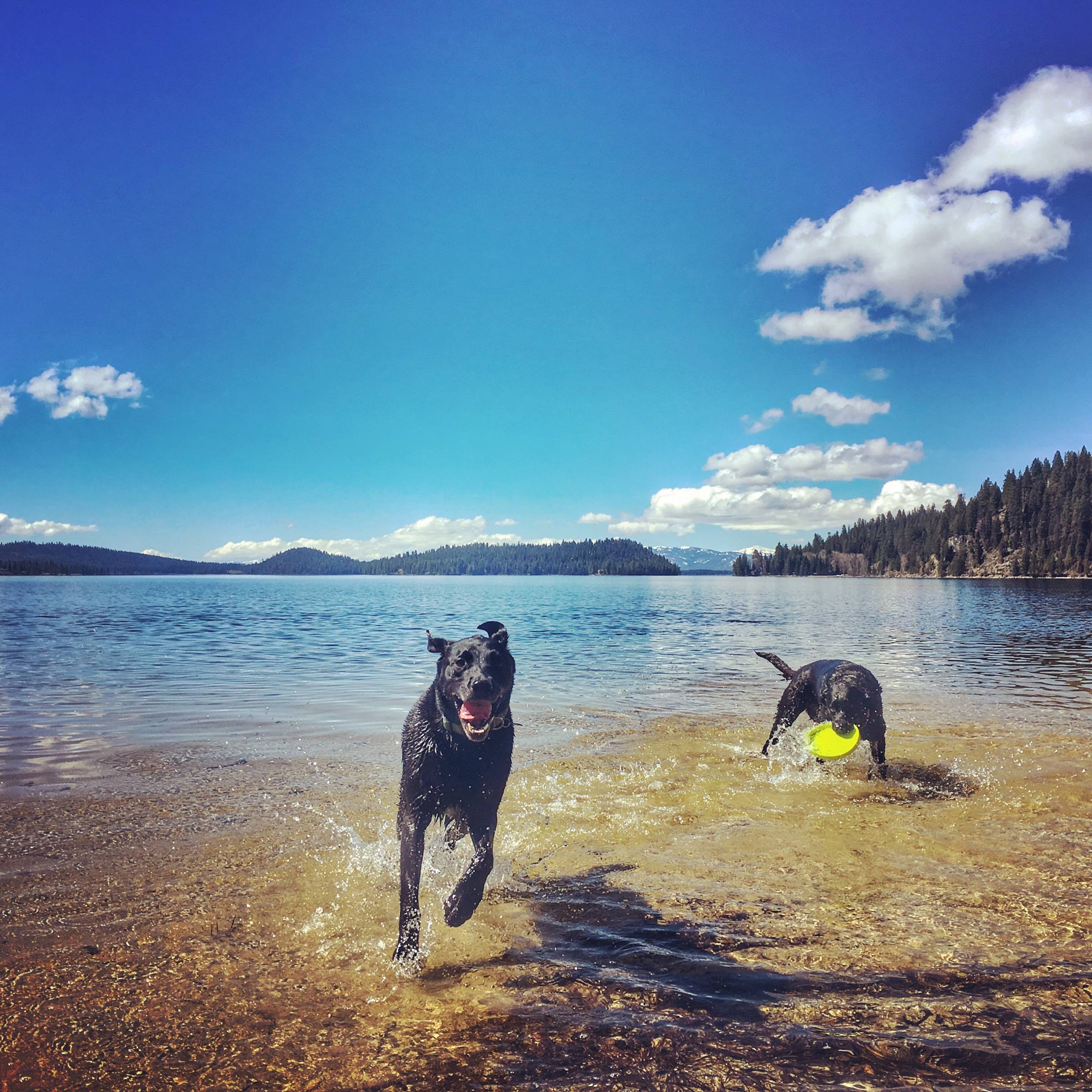 Dogs running in a lake