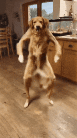 AI dog dancing
