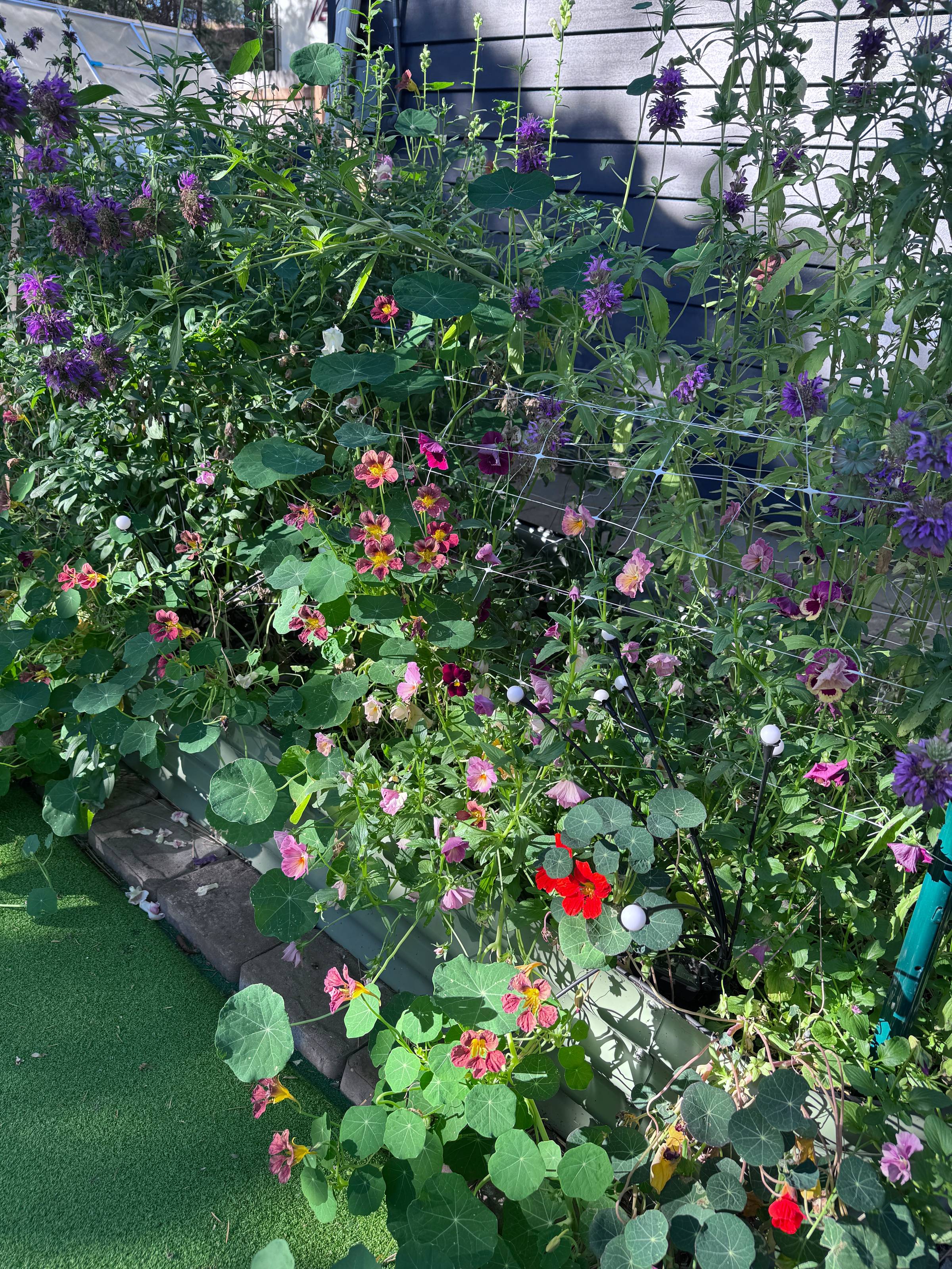 a garden bed overflowing with flowers
