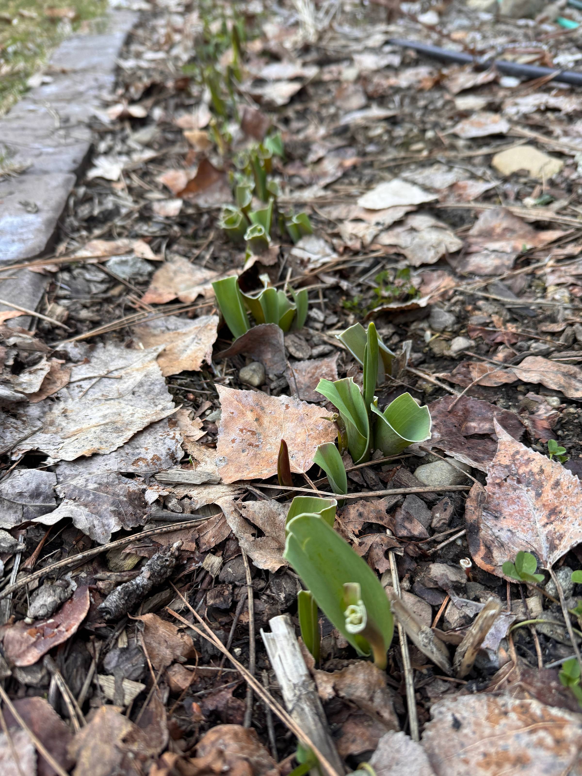 tulips stubs after being eaten by deer