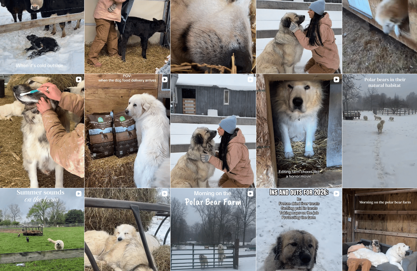 Great Pyrenees dogs from the Instagram account @bedbeth.beyond