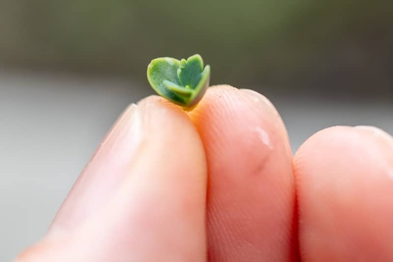 a tiny green leaf sitting on top of a finger