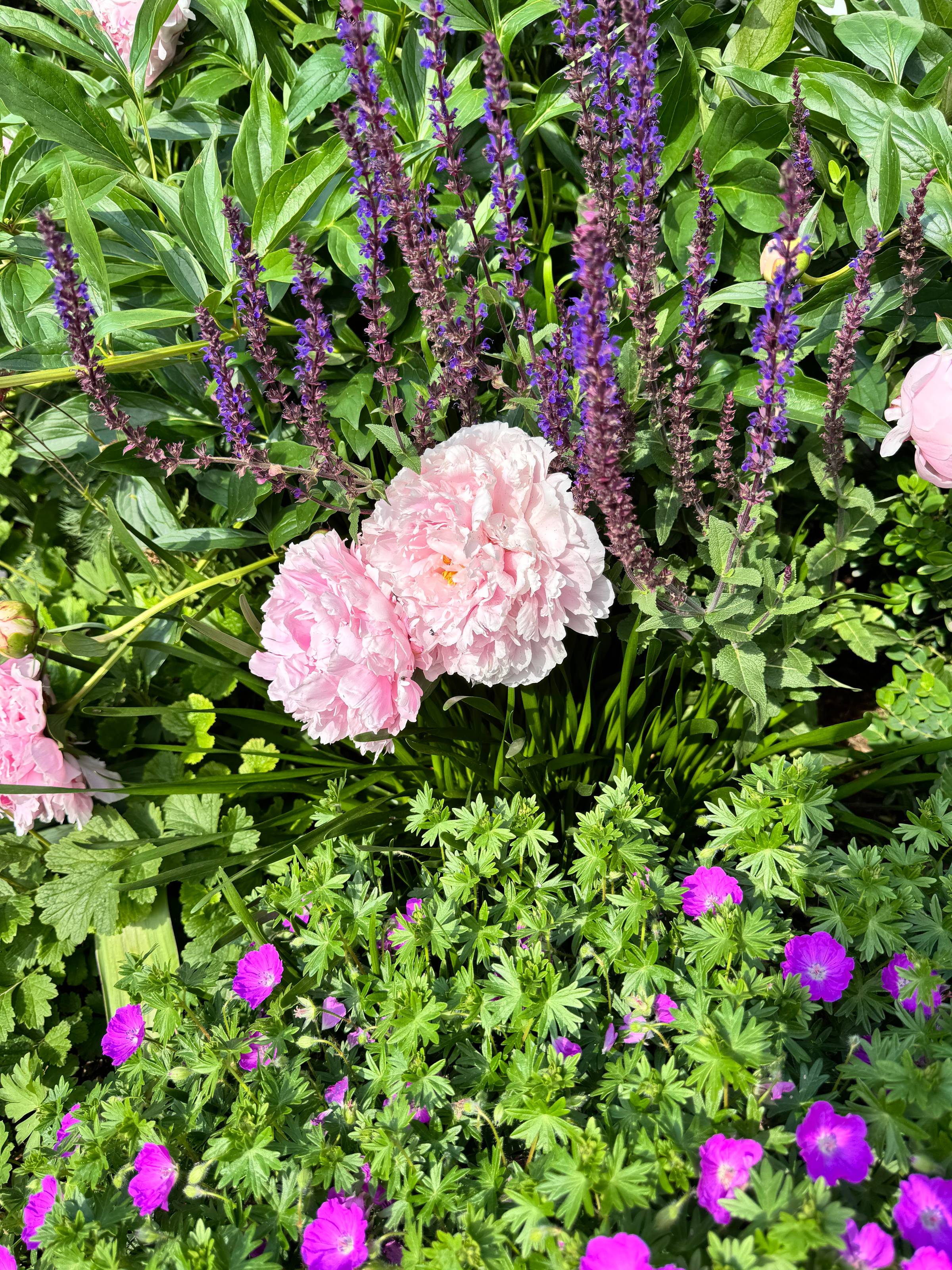 Light pink peonies blooming in flowerbed.