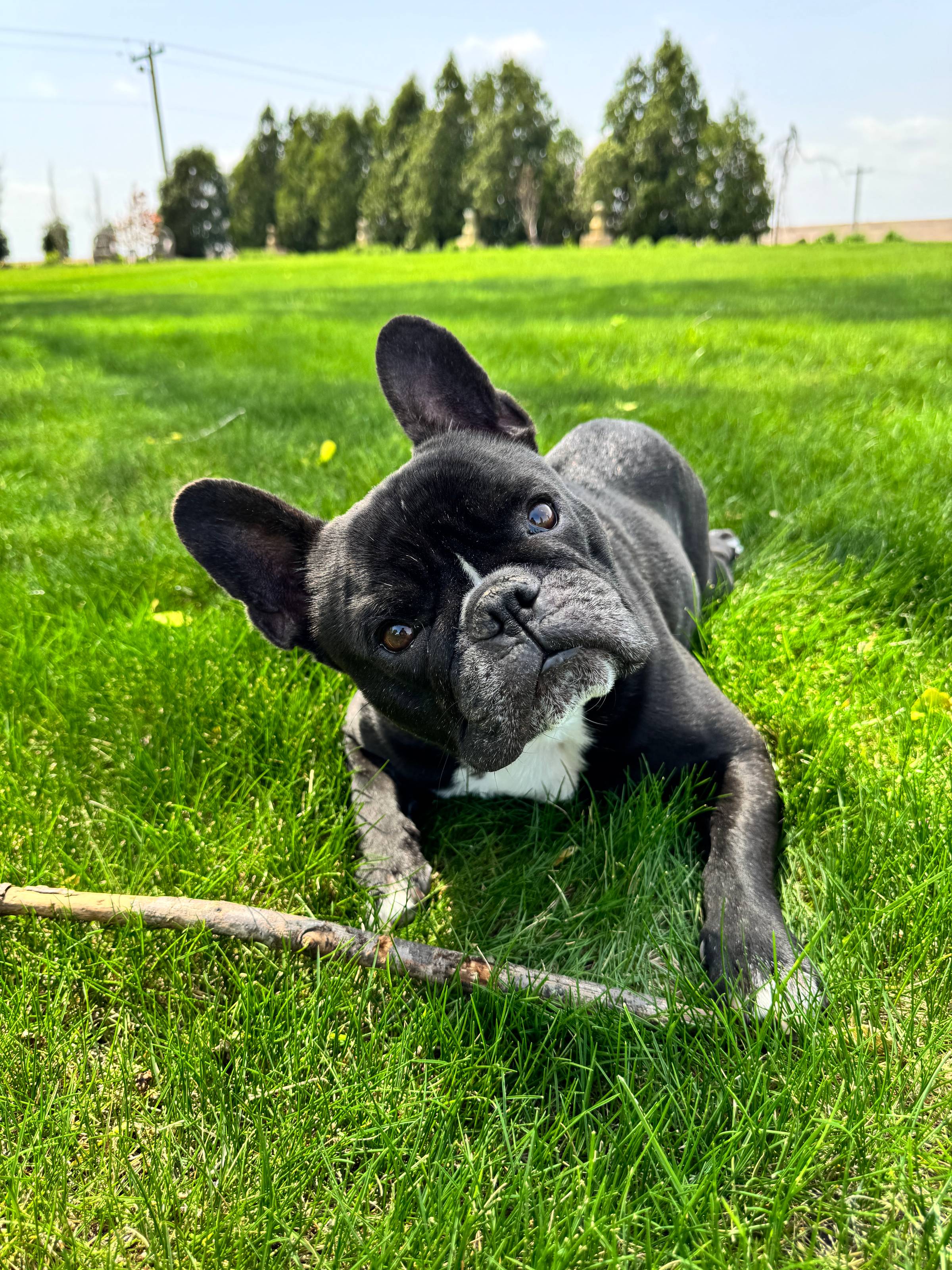 A black French bulldog cocking his head while chewing on a stick.