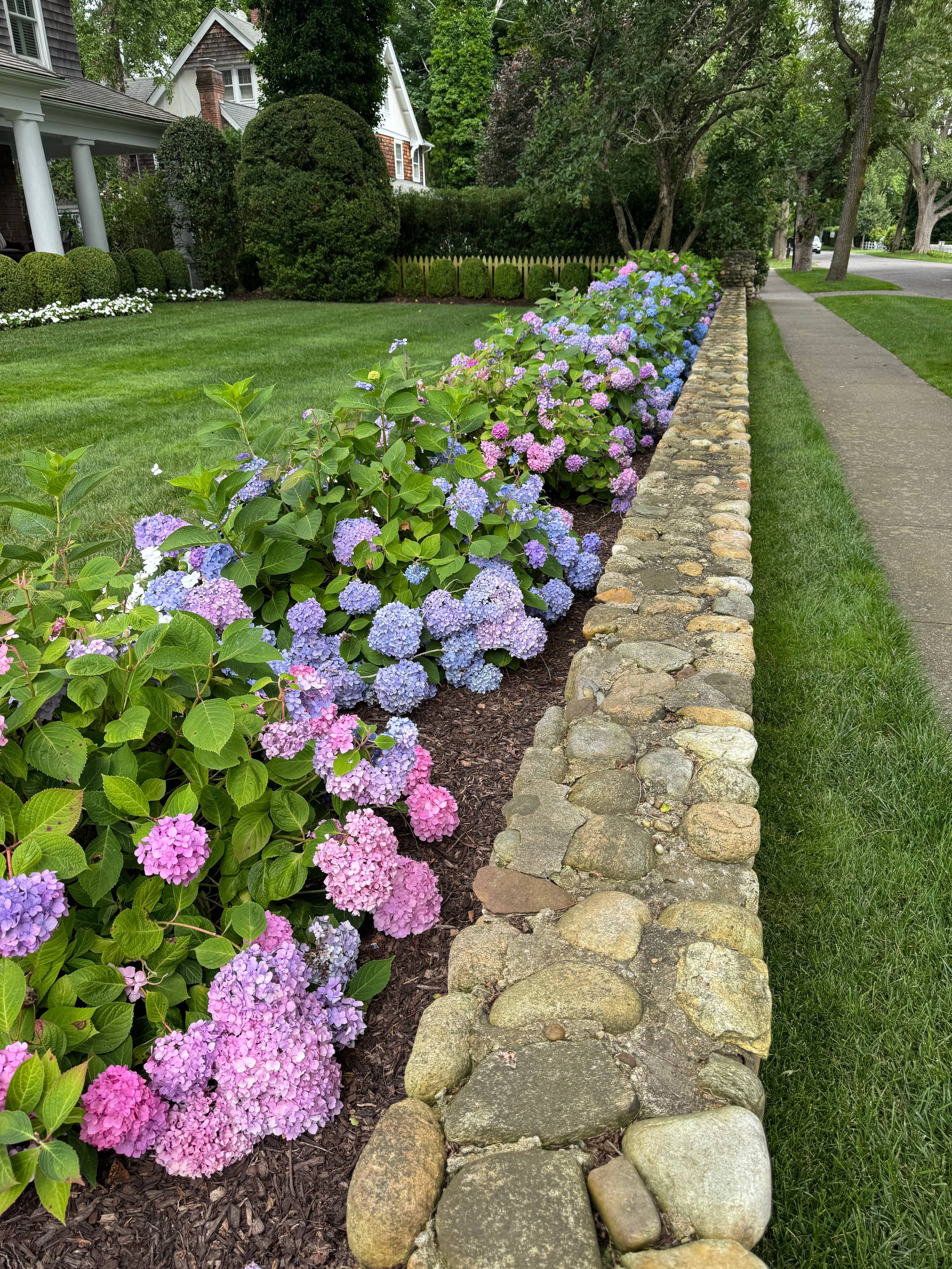 Row of hydrangeas in front of a house.