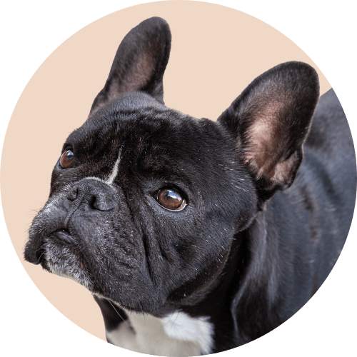 Black French bulldog named Kip standing in front of peach colored background.