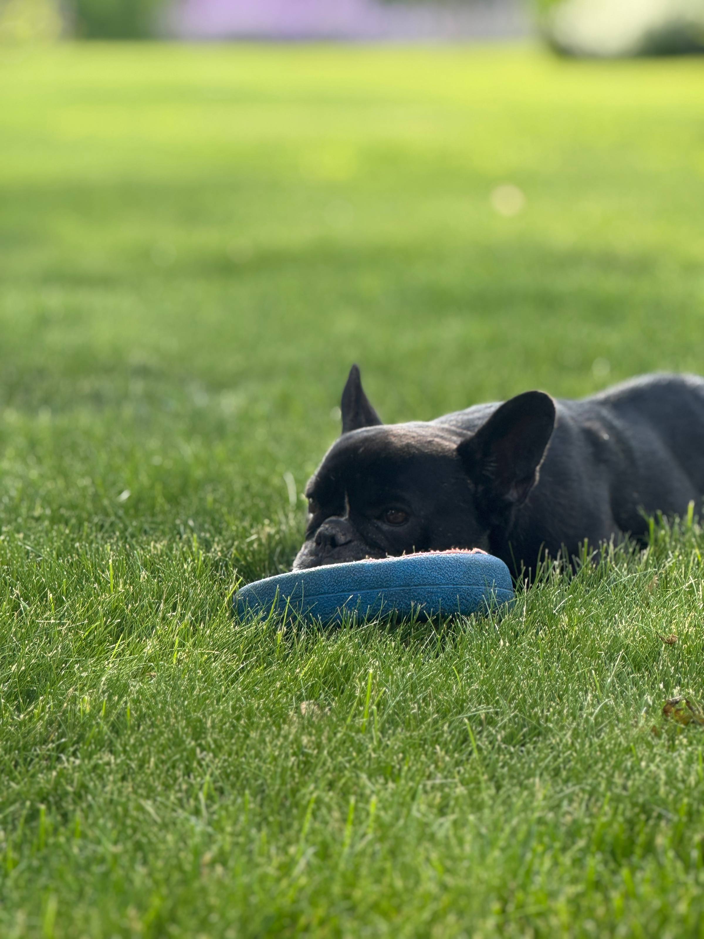 Black French bulldog resting his head against a frisbee.