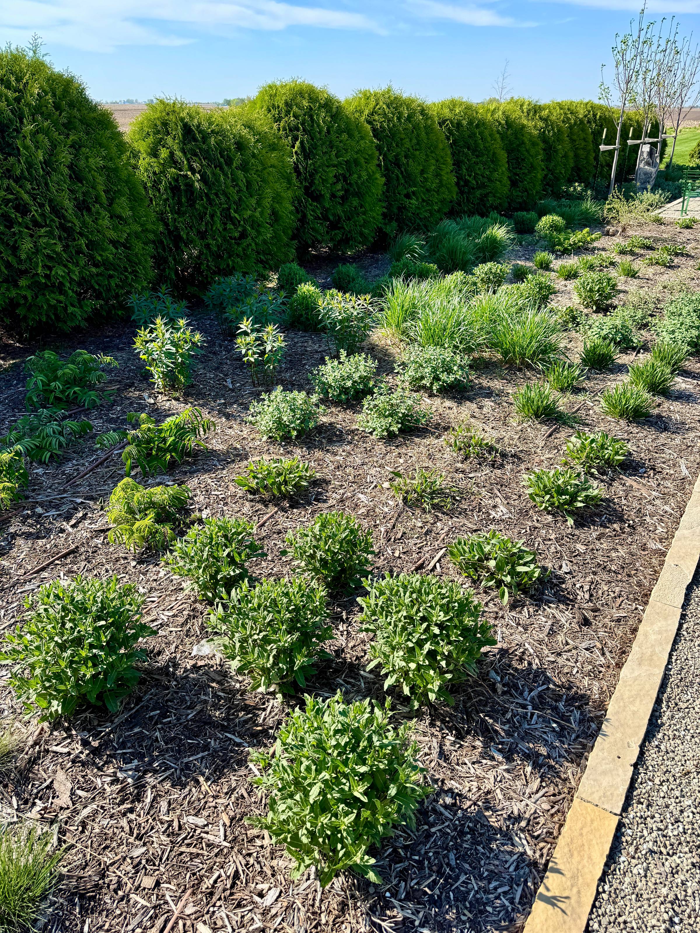 Perennial bed with new growth.