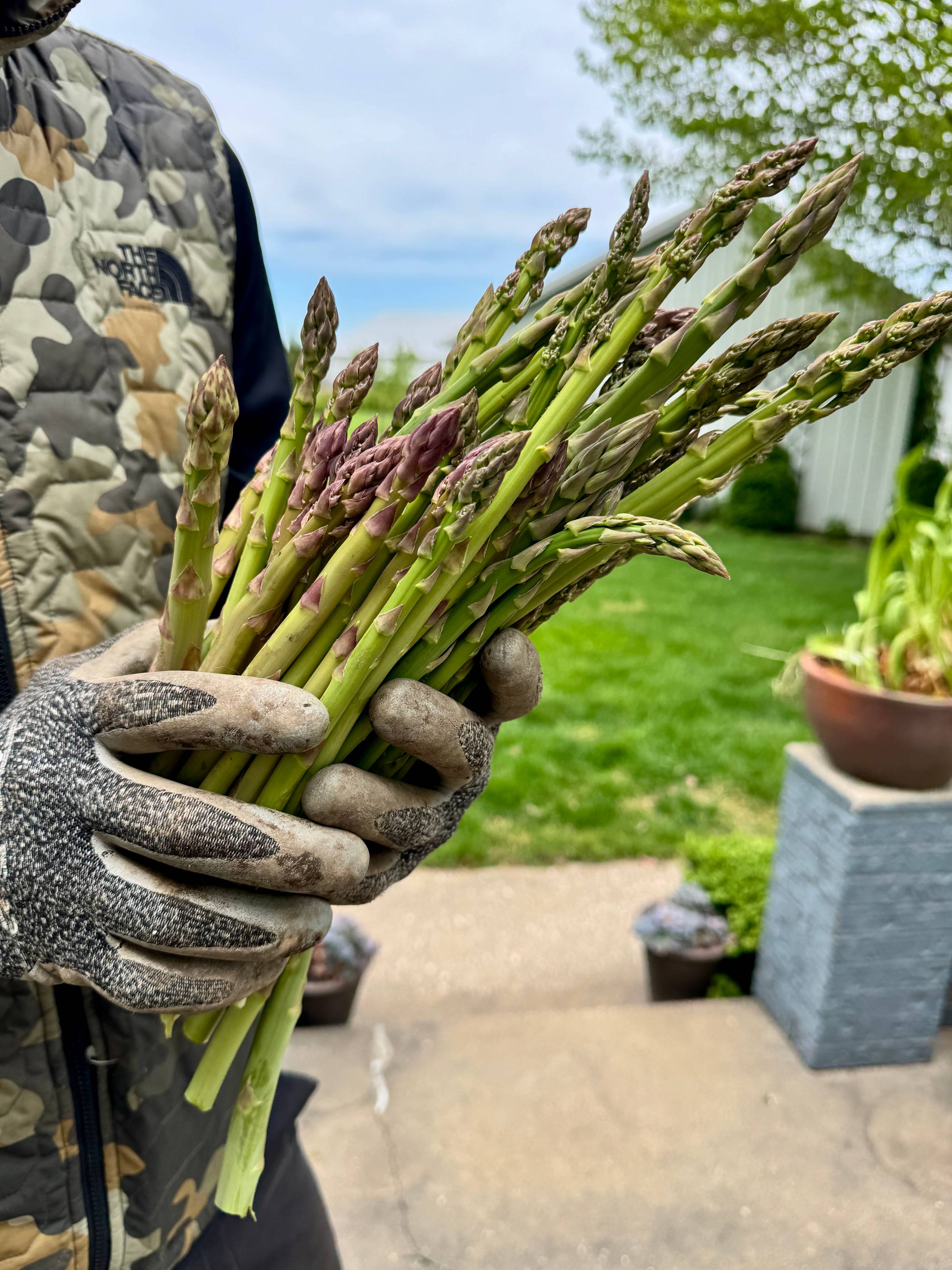Large spears of asparagus.