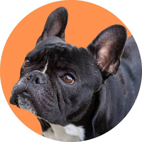 Black French bulldog standing in front of orange background.