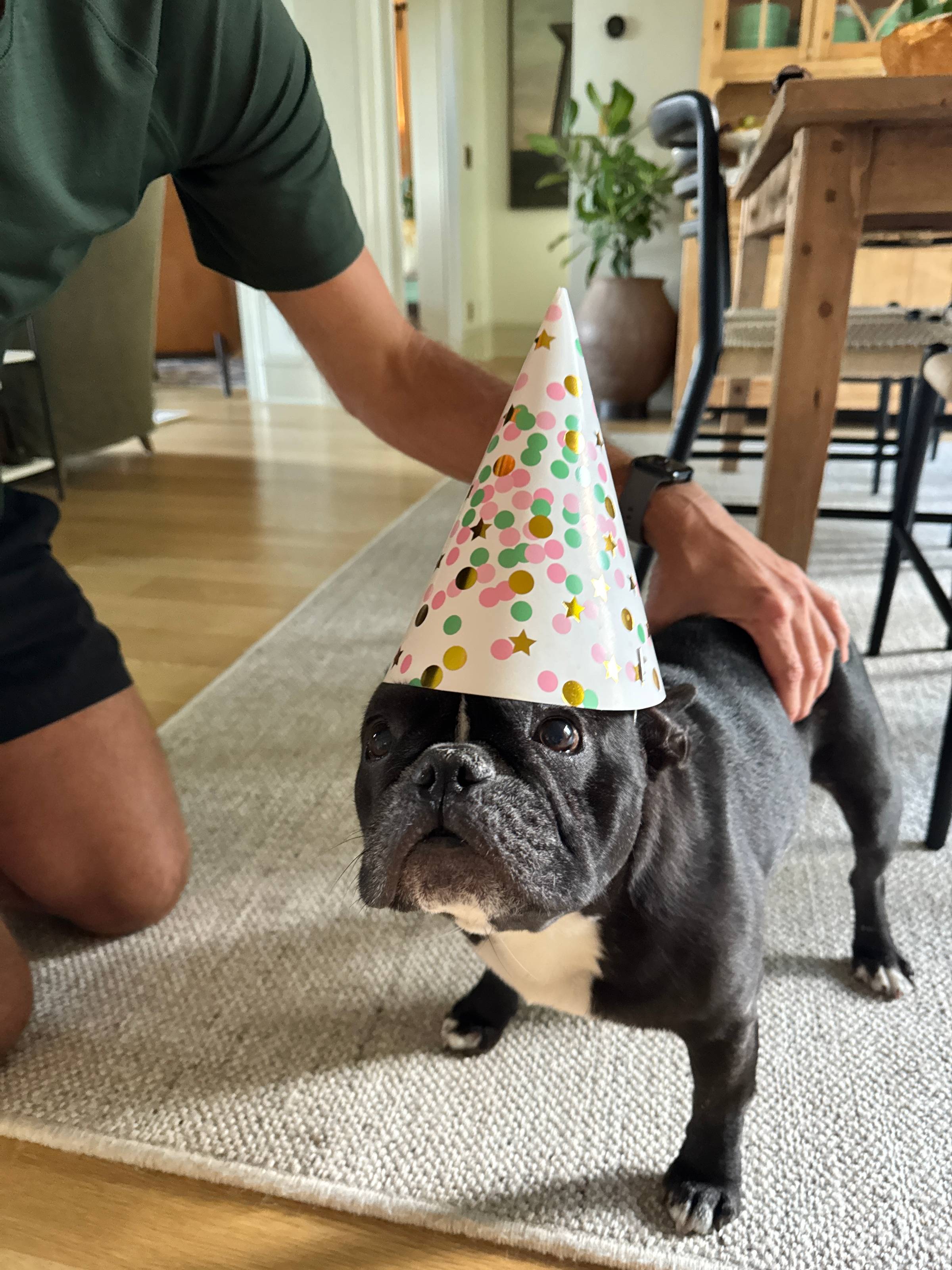 Black French bulldog wearing a birthday hat.