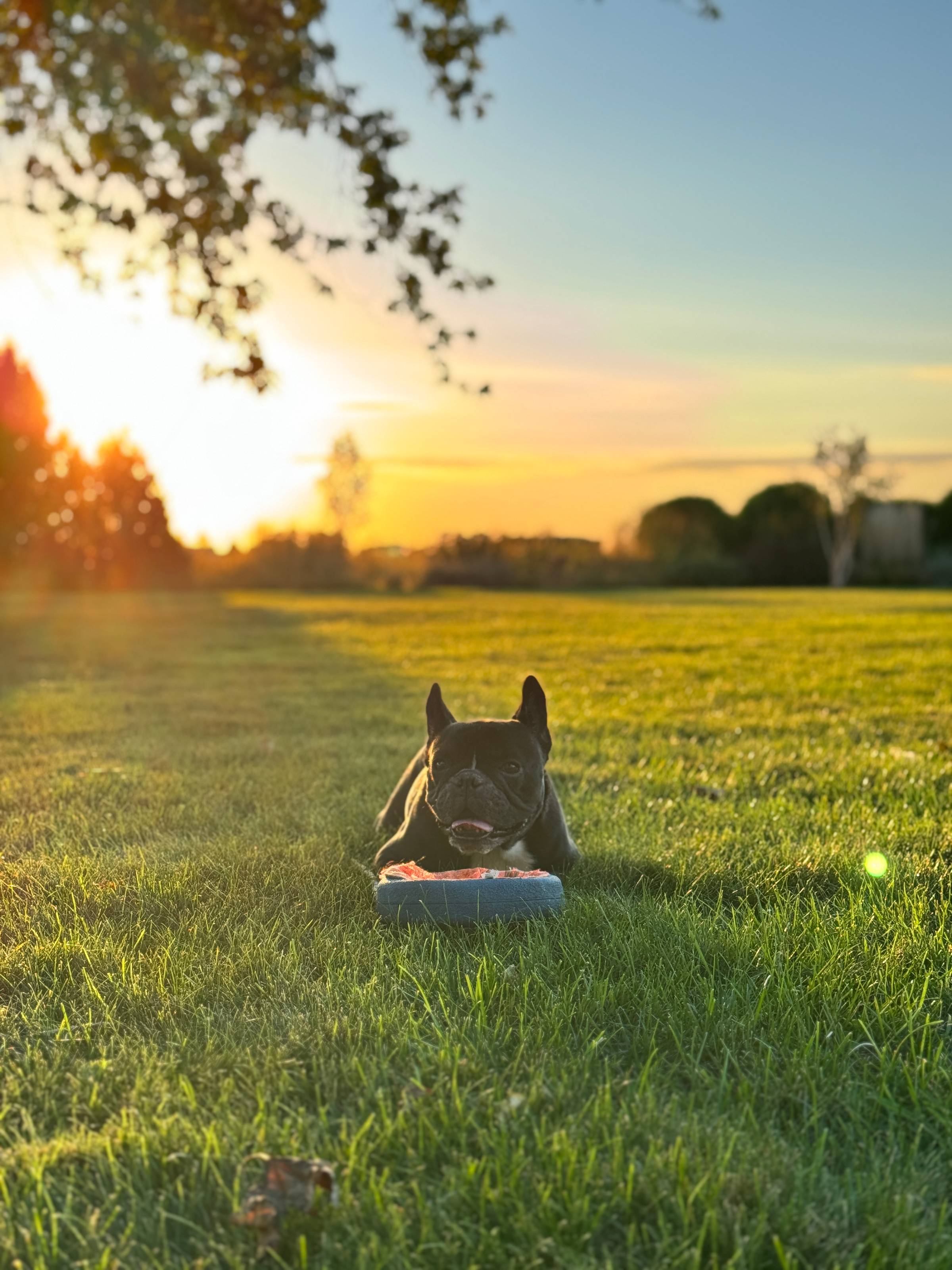 Black French bulldog named Kip laying in yard with frisbee.