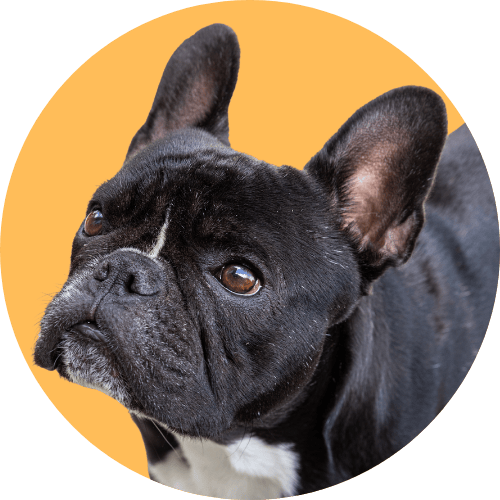 Black French bulldog named Kip with orange background.