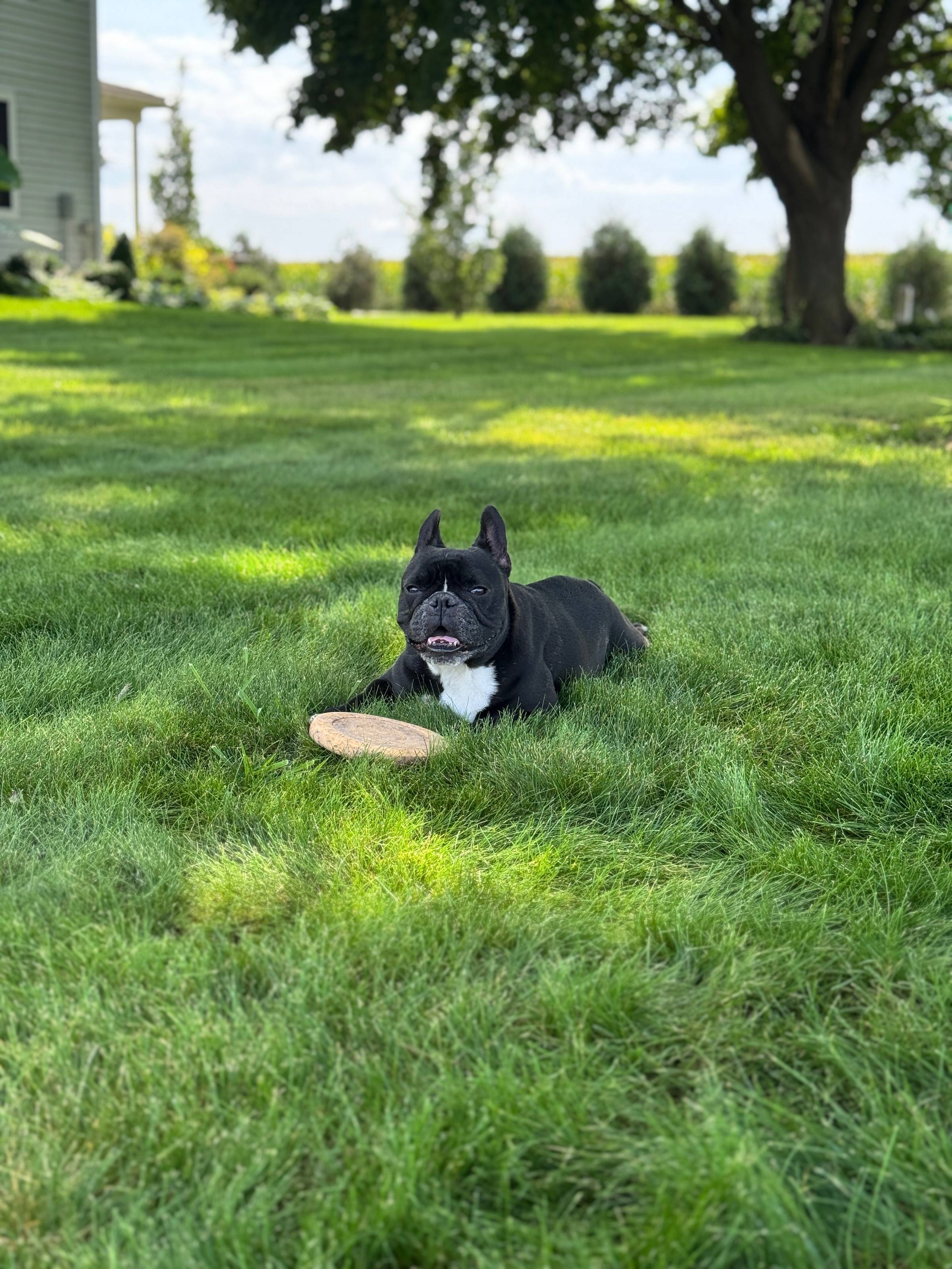 Black French bulldog sitting in grass with a frisbee.