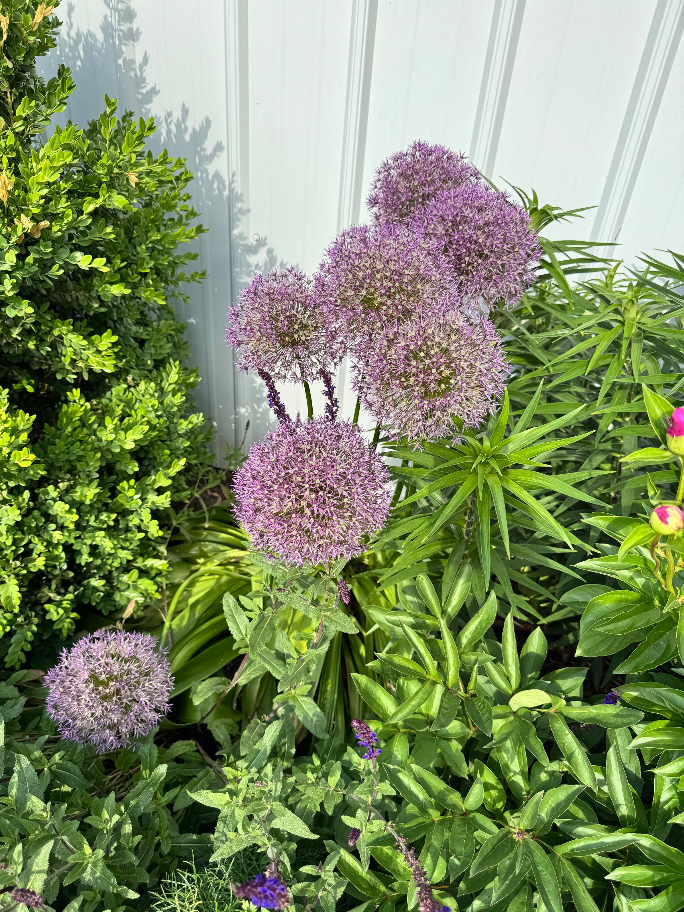 Purple allium against a shed.