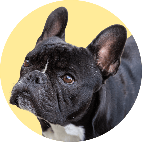 Black French bulldog named Kip standing in front of yellow background.