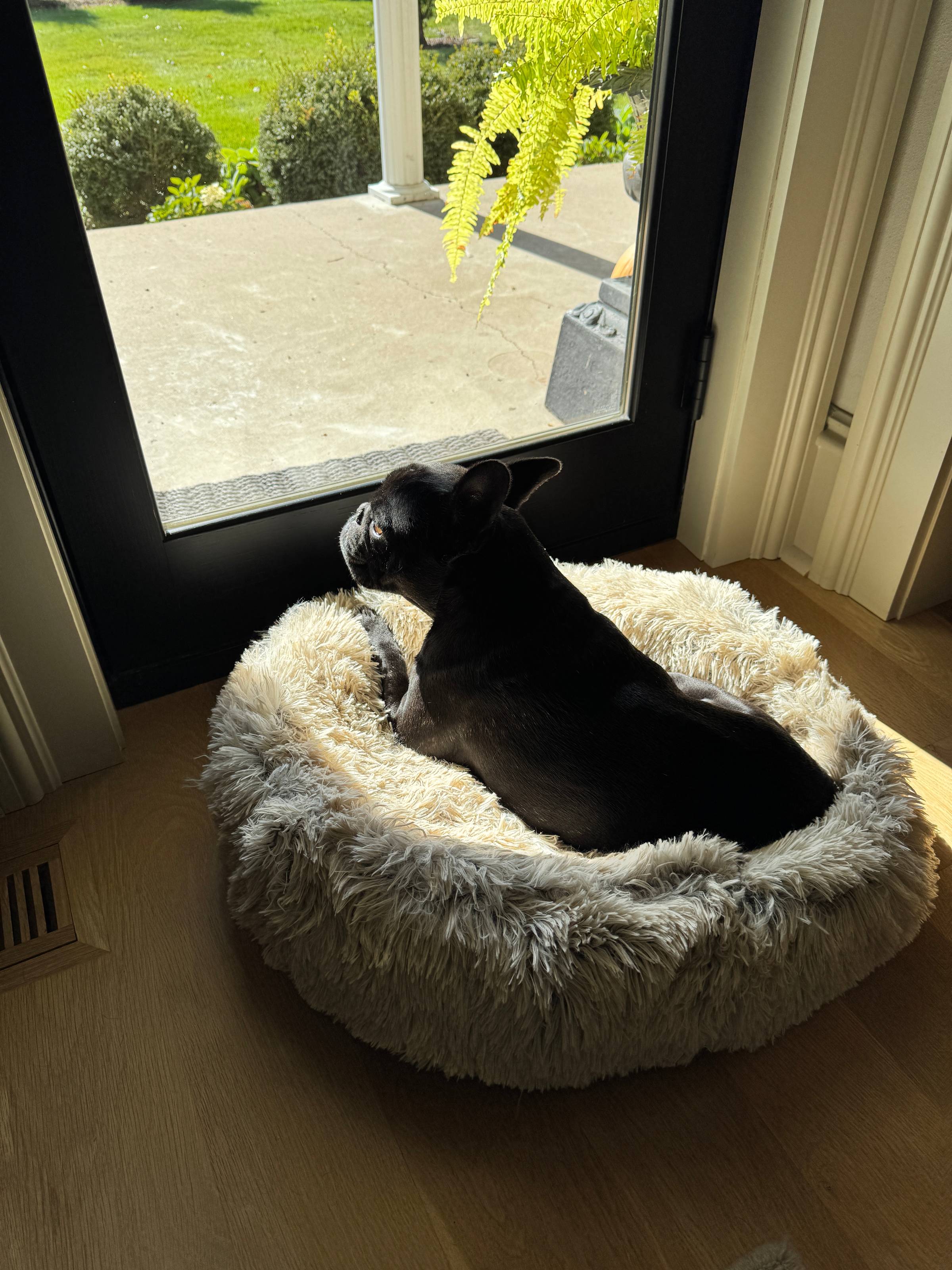 Black French bulldog in a fluffy bed in front of a window.