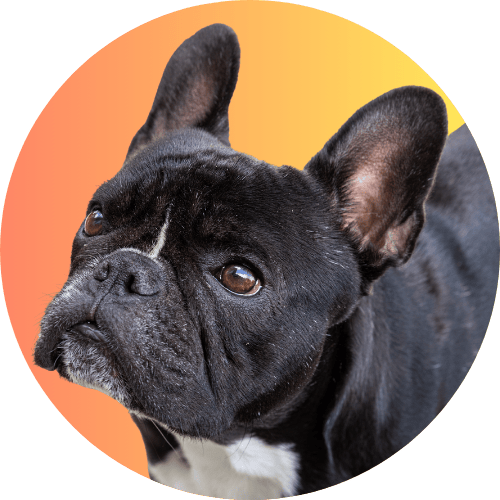 Black French bulldog named Kip standing in front of orange ombre background.