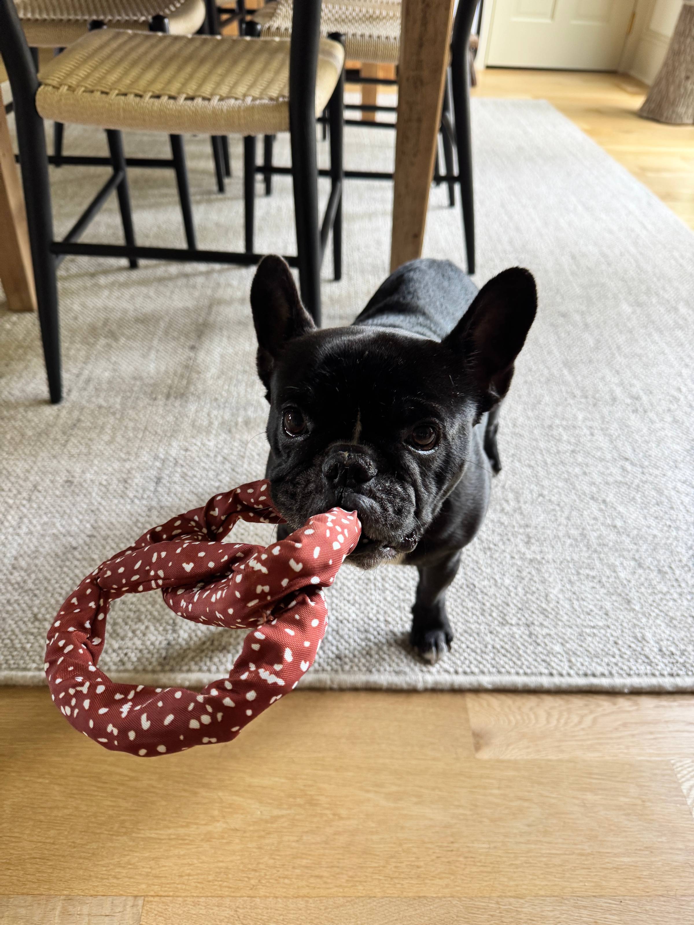 Black French bulldog holding a pretzel-shaped toy.