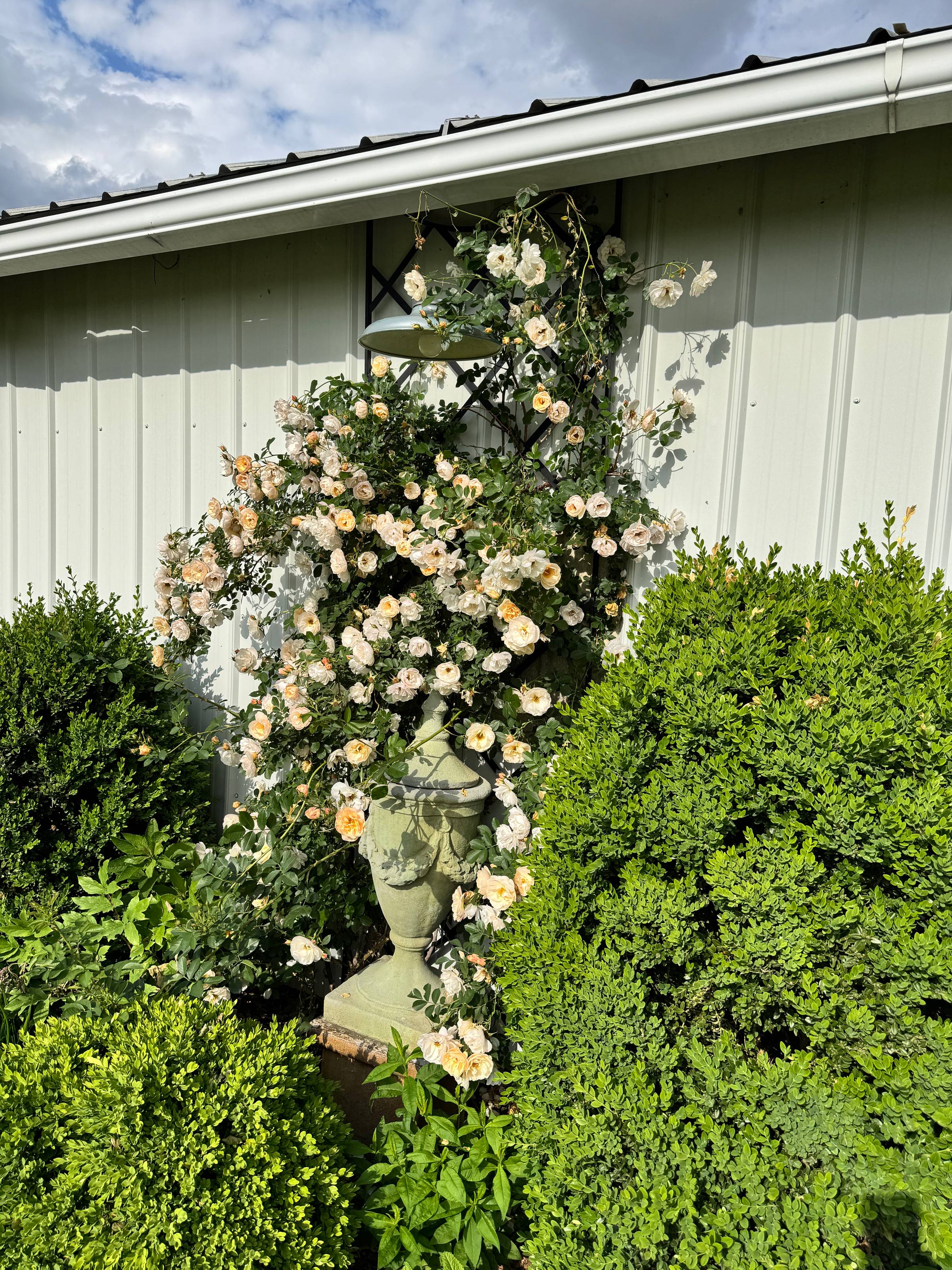 Climbing roses growing out of control against a building.